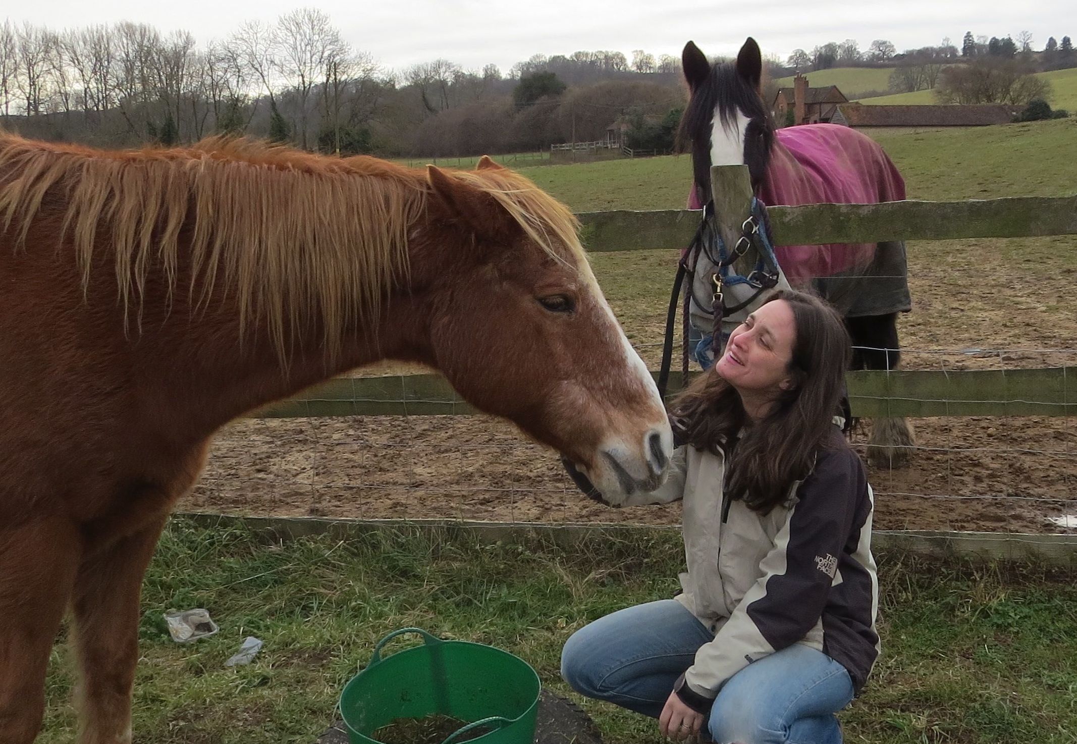 Irritated Horse