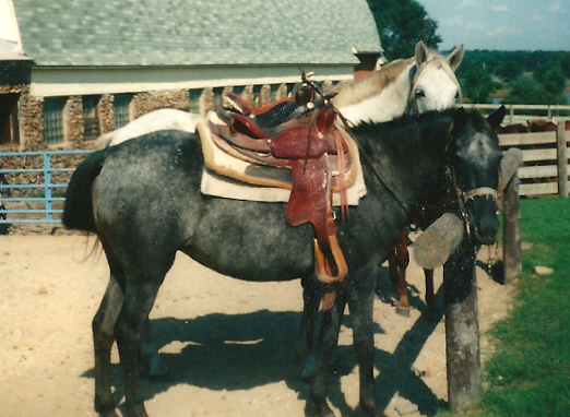 Appaloosa Horse