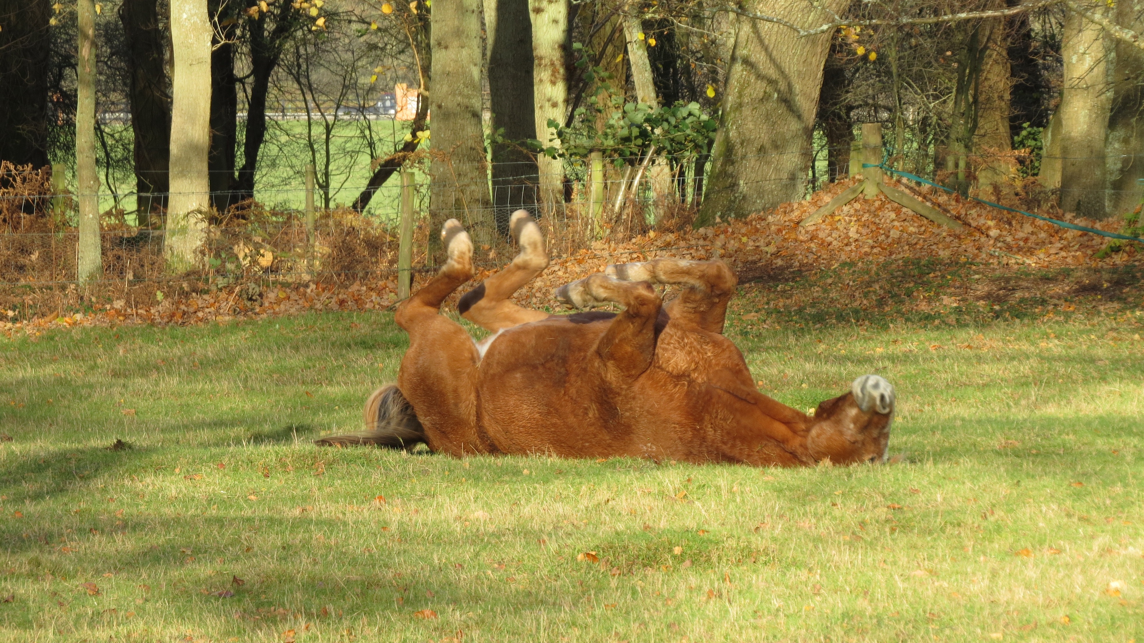 horse rolling