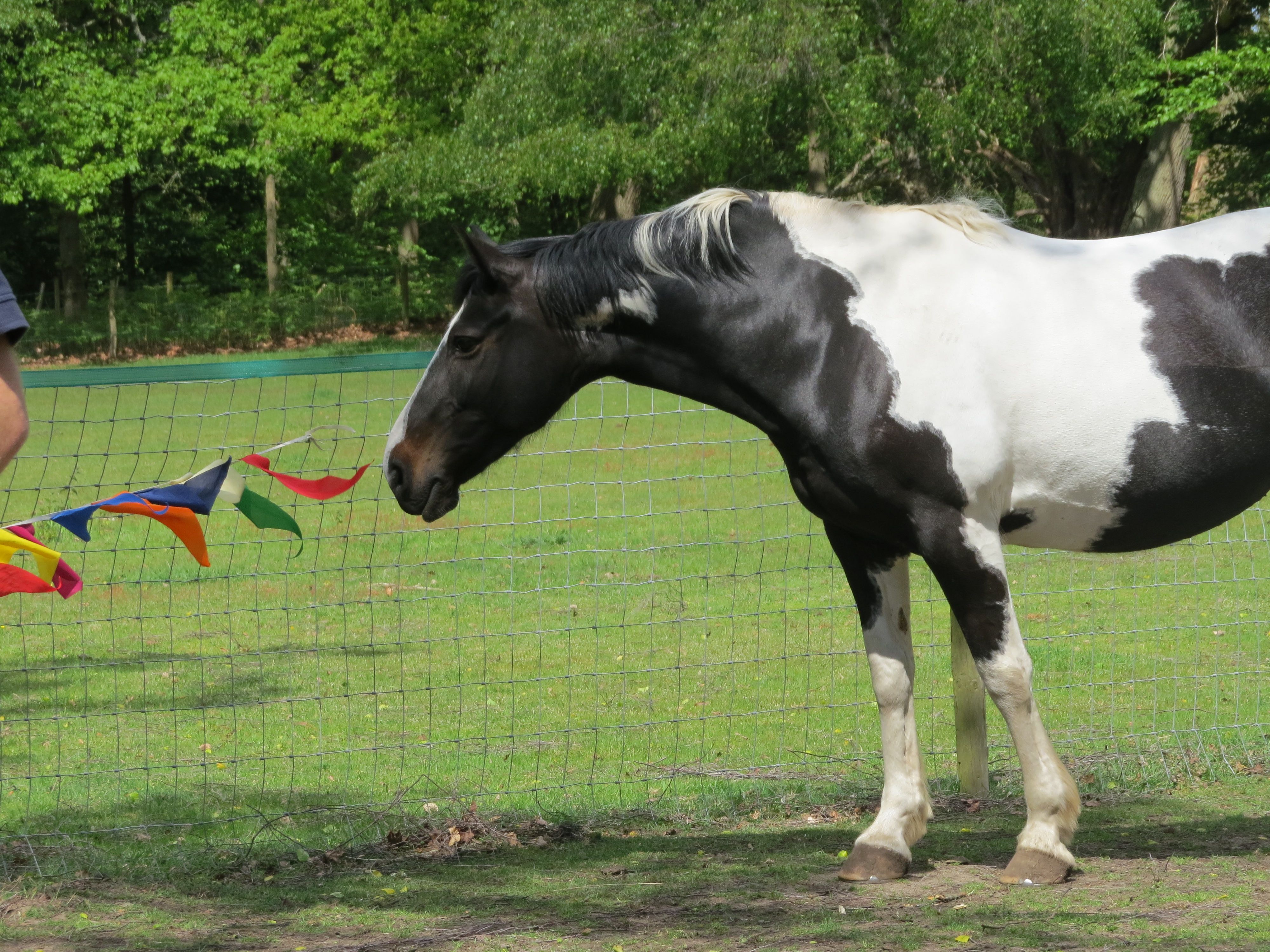 Horse Choosing to Investigate