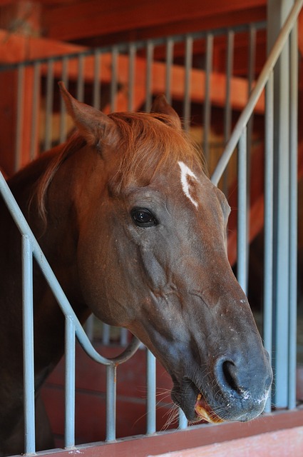 Horse Looking in Pain/Distress